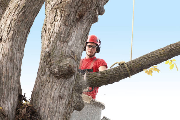 How Our Tree Care Process Works  in  Poplar Plains, CT